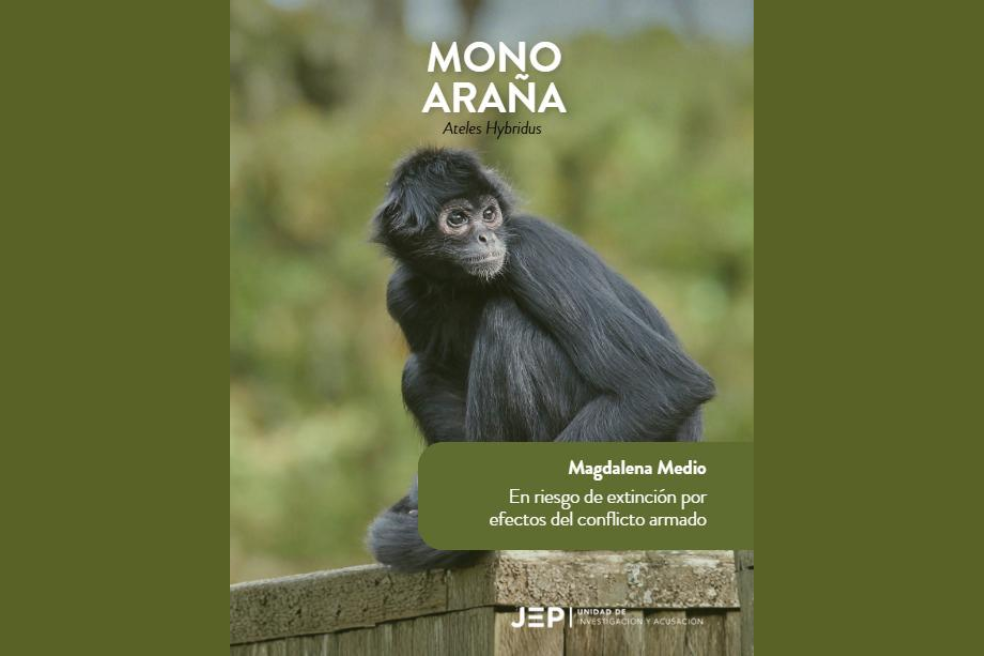 Mono araña (Ateles hybridus): Se encuentra principalmente en la subregión del Catatumbo, aunque también se extiende al Amazonas y Antioquia. Frente a la instrumentalización de estas especies para labores de vigilancia, la JEP señala que “en estos casos se aprovechan capacidades sensoriales específicas —como el olfato o la audición— para monitorear el entorno, proteger campamentos o detectar posibles amenazas”.