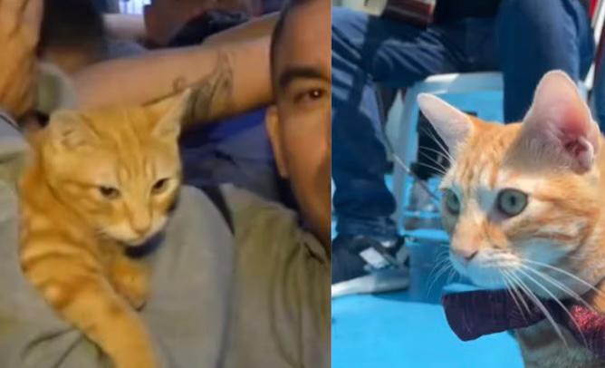Gato fue hallado en una cárcel de Perú durante un operativo, ¿cómo llegó allí?