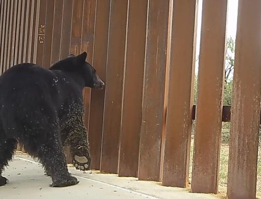 Video: muro fronterizo entre México y EE. UU. impide el paso migratorio de animales