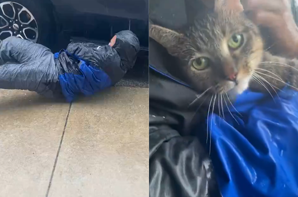 Héroes en medio del huracán: rescatan a una gatita atrapada en un carro (video)