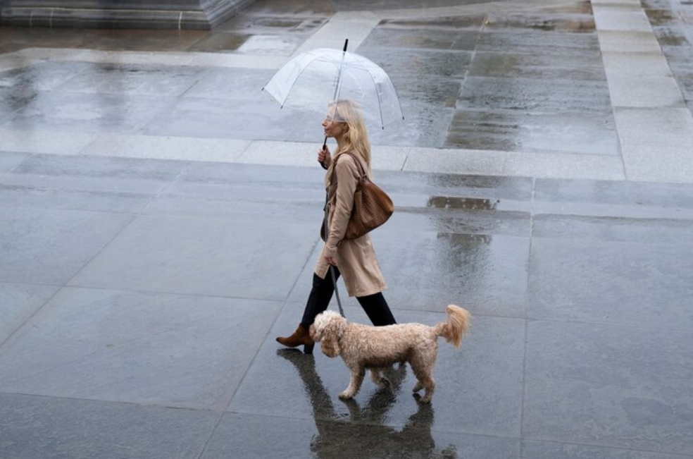 ¿Cómo proteger a su perro en los días de lluvia? Consejos prácticos