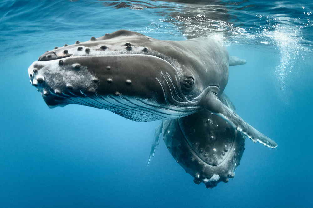 ¿Por qué las rutas migratorias de las ballenas son tan importantes?