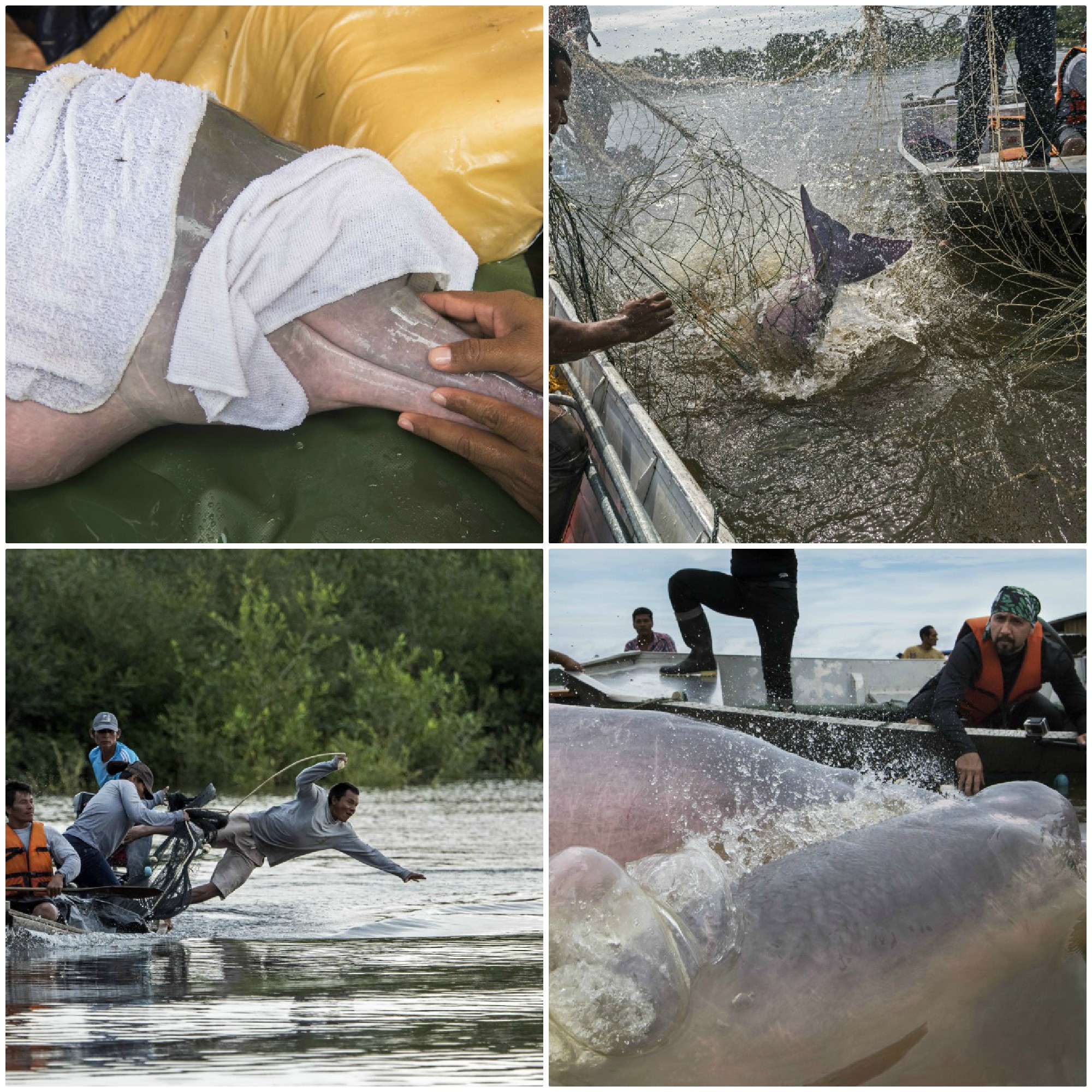 Así fue el marcaje de delfines rosados en Colombia
