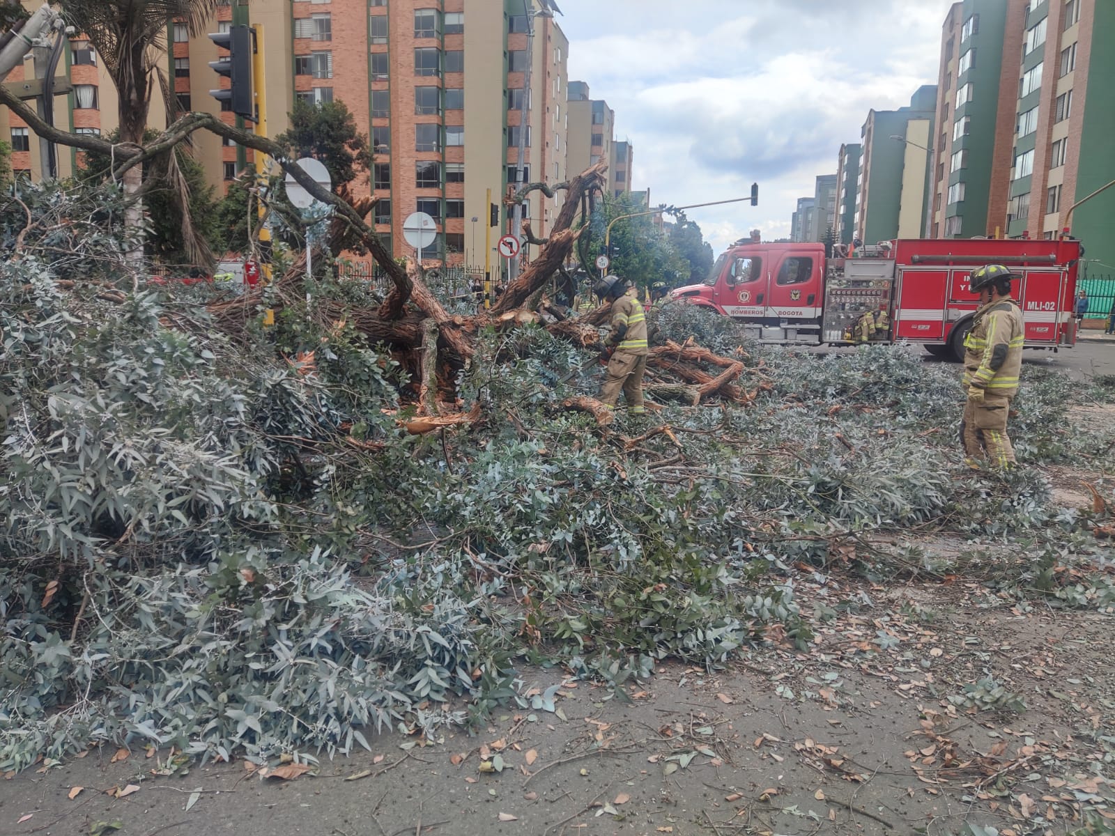 Movilidad en Bogotá, hoy 31 de julio: afectación vial por caída de enorme árbol