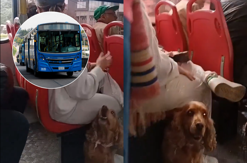 TransMilenio responde a video viral de mujer que viajaba con su perro en un bus