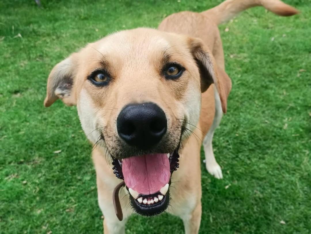 Nemo sigue esperando un hogar: cuatro años sin una familia que lo adopte