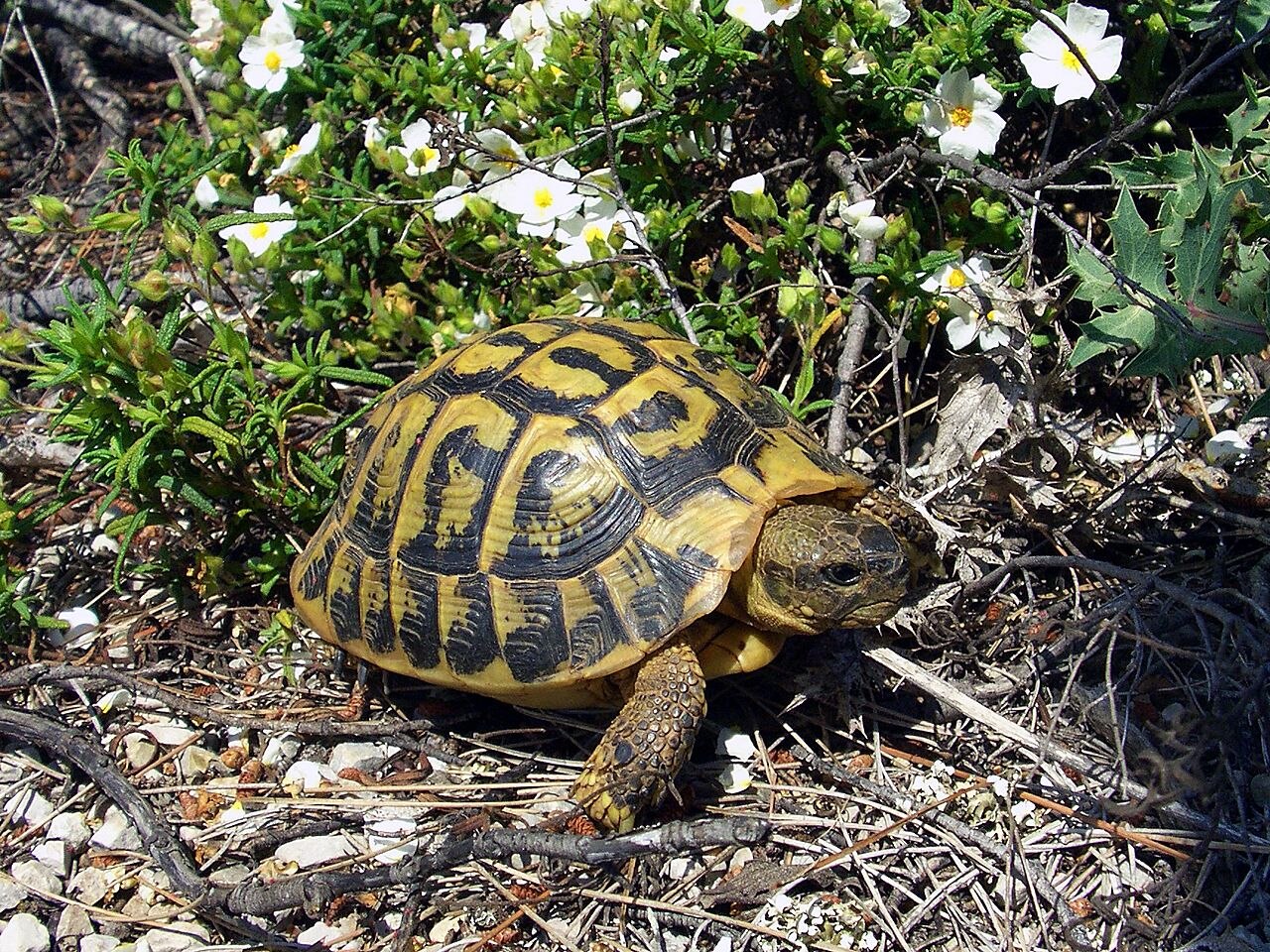 Los científicos revelan un evento de extinción en curso y predicen que la última hembra de tortuga insular podría morir en 2083. /Licencia libre