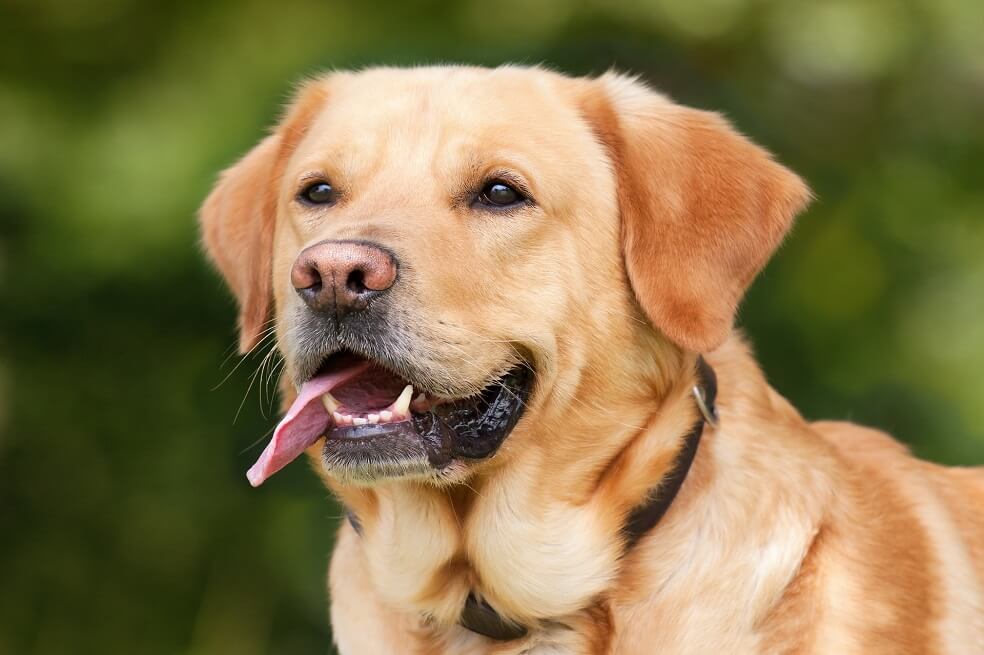 ¿Cuáles son las razas de perros más fieles?