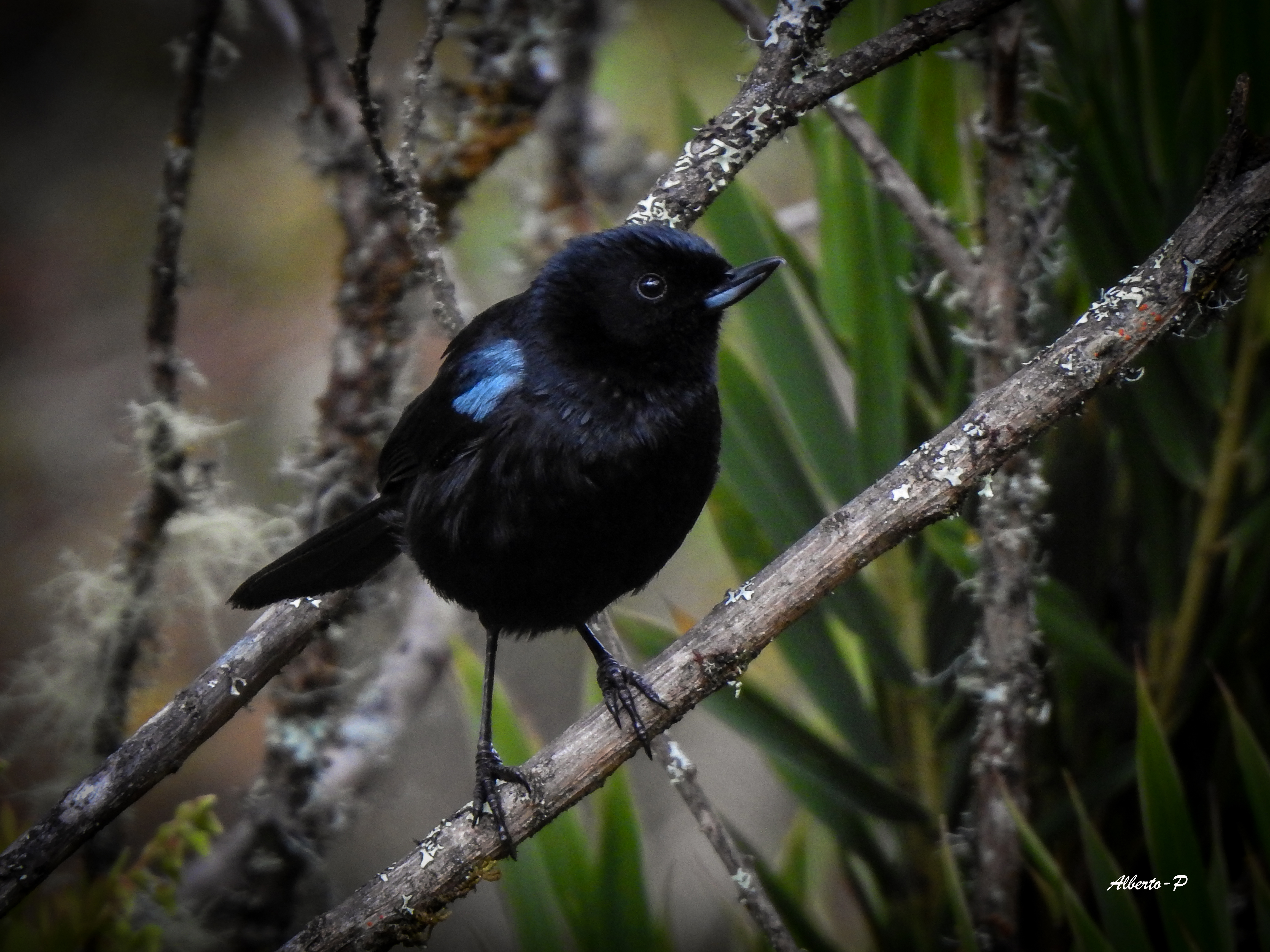 Su hábitat natural se encuentra en los bosques de los páramos andinos (en Perú entre los 2.000 y los 3.700 m de altitud); su curioso pico indica que es un ave que se alimenta de néctar.