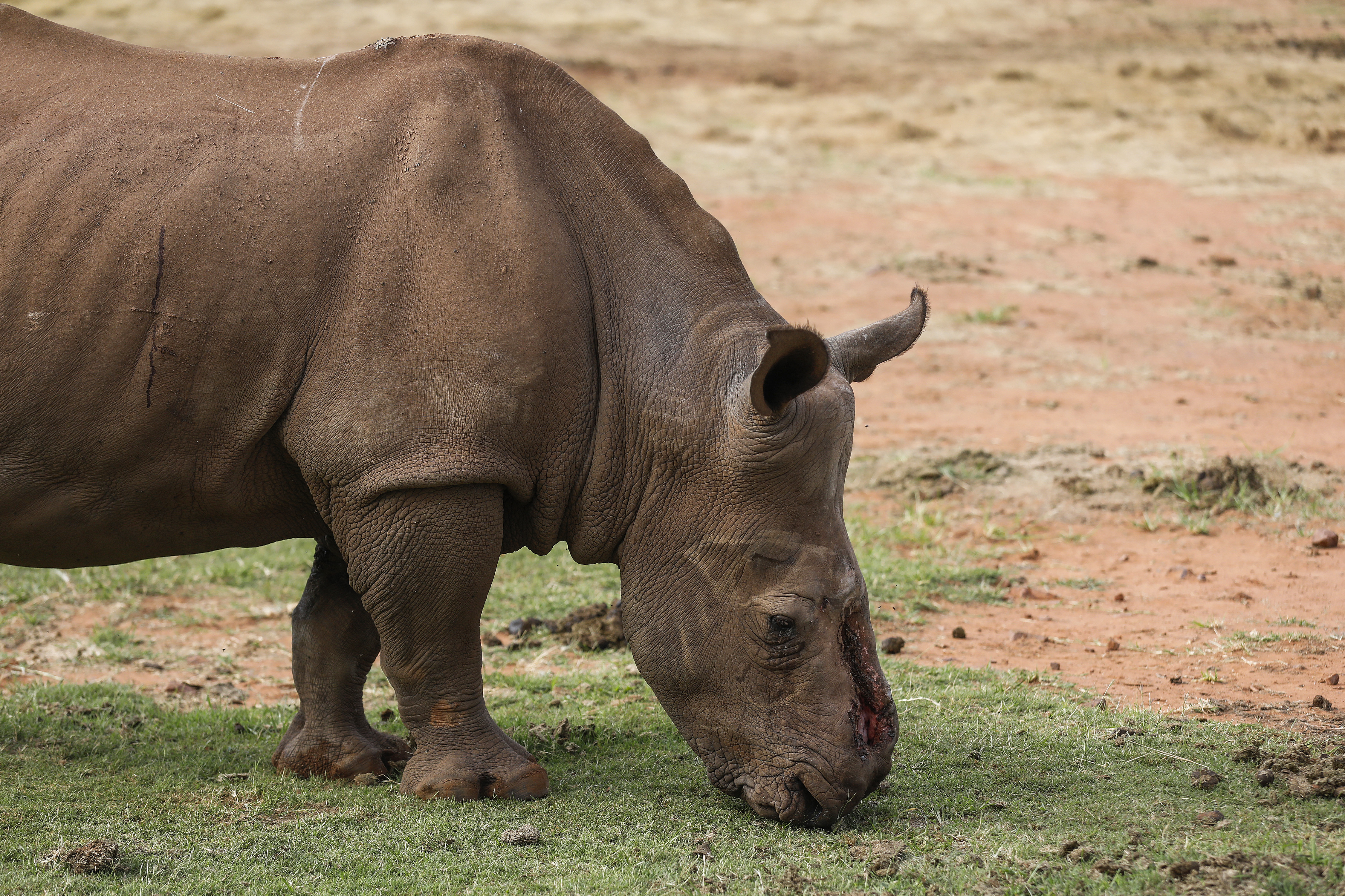 Veterinarian Dr Johan Marais (L) sprays insect repellent on Seha, a ten years old rhino bull that was poached and de-horned, after darting it for its relocation to the wild in Bela-Bela, some 150km north of Johannesburg, on January 24, 2022. (Photo by Phill Magakoe / AFP)