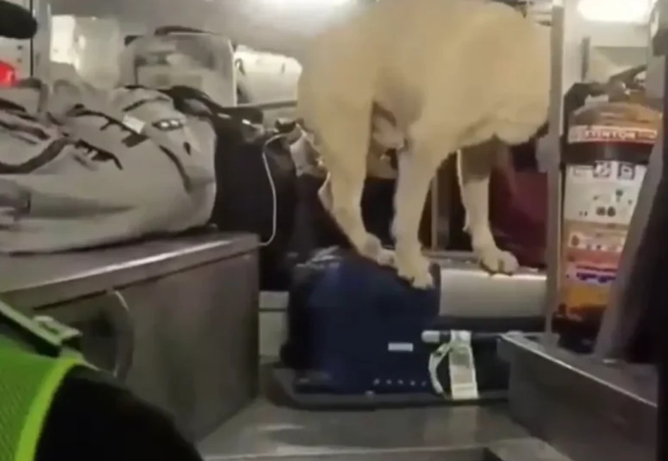 Héroe de cuatro patas: perro policía descubre 75 kilos de marihuana en un bus