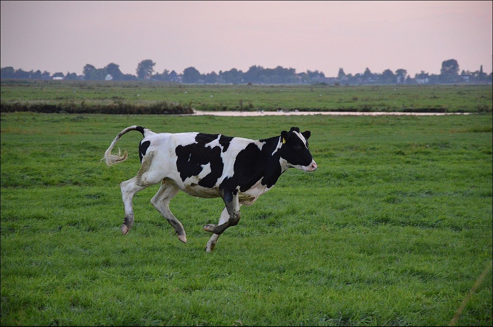 Indultan a Penka, la vaca que salió sin permiso de su país y que iba a ser sacrificada
