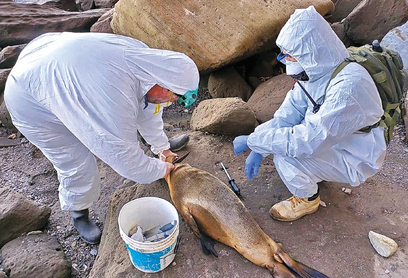 Al menos 164 mamíferos marinos murieron por gripe aviar en Brasil