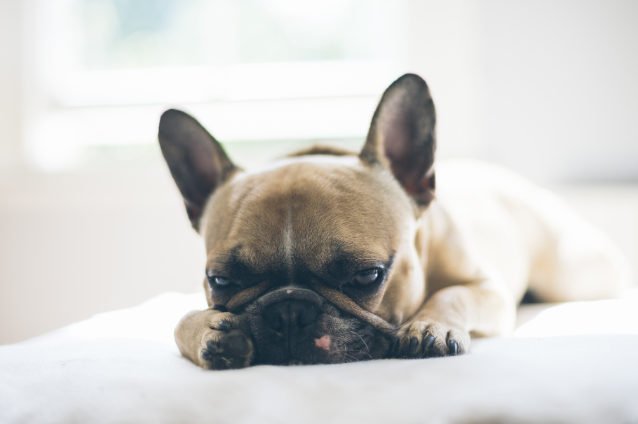Viruela del mono: ¿cómo se puede contagiar mi mascota y qué hacer si se enferma?