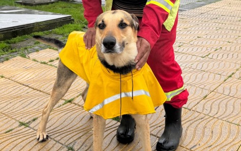 Flaco fue rescatado “en los huesos” por un trabajador de aseo, hoy juntos limpian las calles