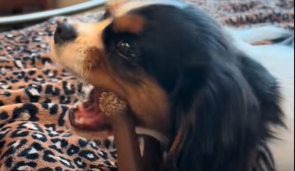Perrita cree que la dejaron sola, pero se lleva una tierna sorpresa (video)