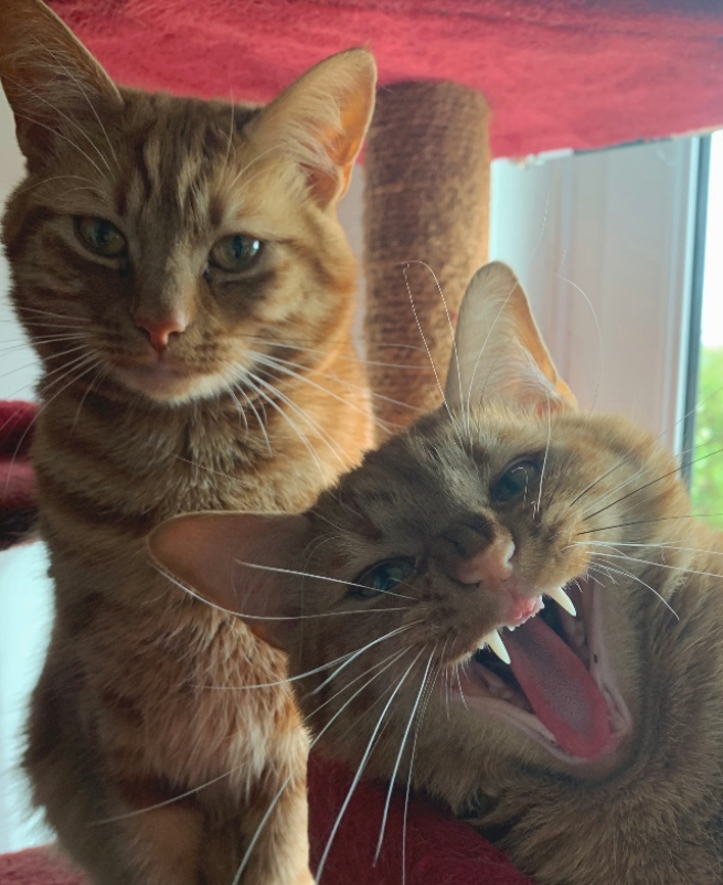 Jeff robándole el protagonismo a su hermano Jaffa. Foto ganadora de la categoría "Gatos: nuestros fabulosos amigos felinos".