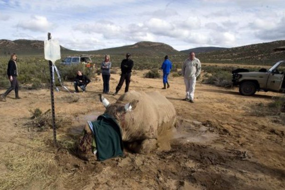 Mantener las extinciones por debajo de 20 especies al año, la propuesta para medir la pérdida de biodiversidad