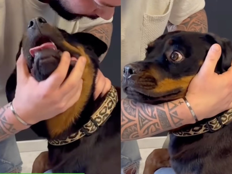 (Video) Murat Colak y Joren Whitley, los quiroprácticos de animales en TikTok