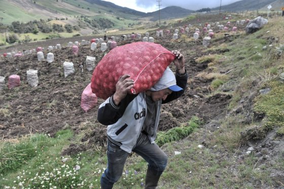 Posconflicto, una oportunidad para la agroindustria