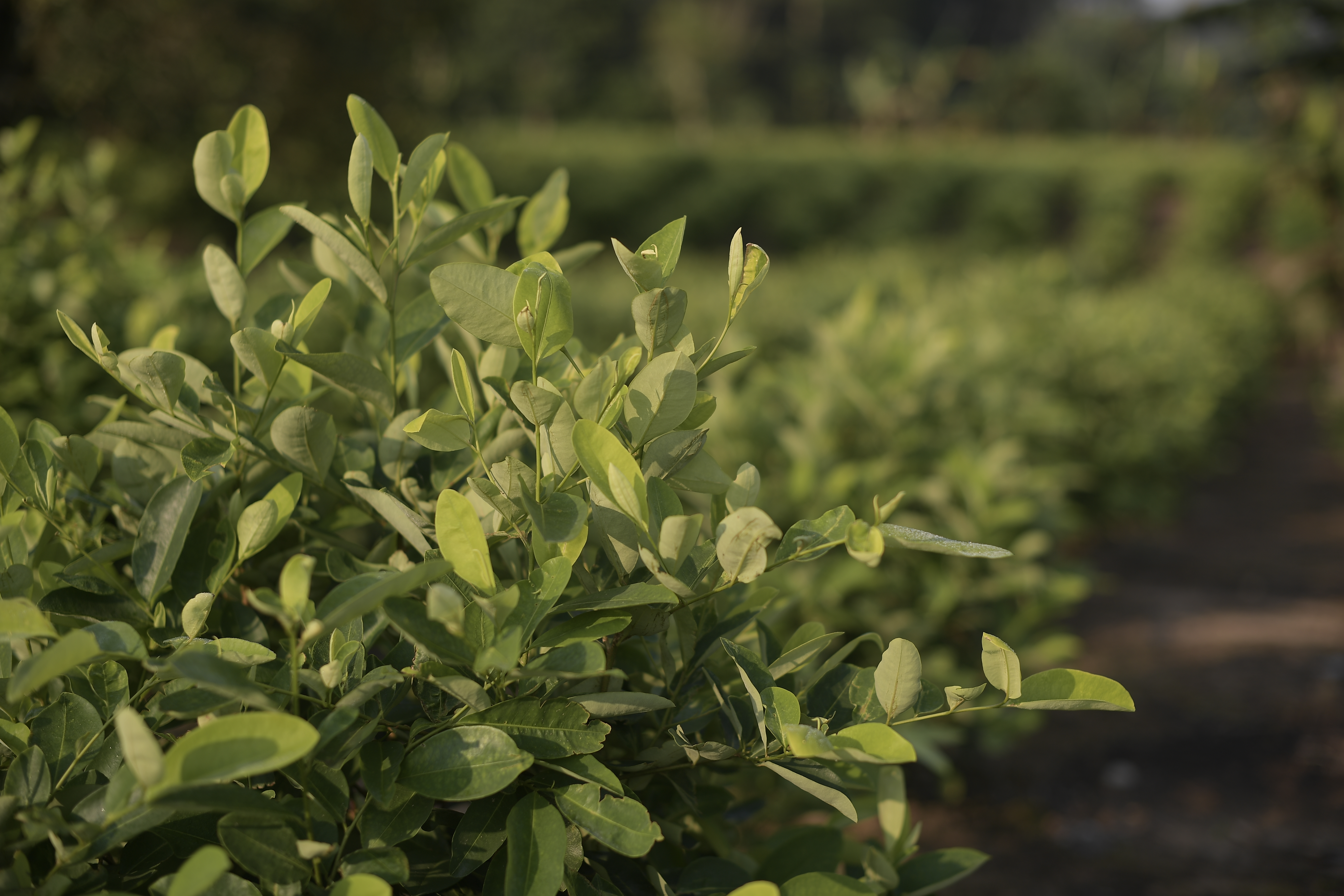 El Gobierno dará $10.000 millones a investigadores para estudiar la hoja de coca
