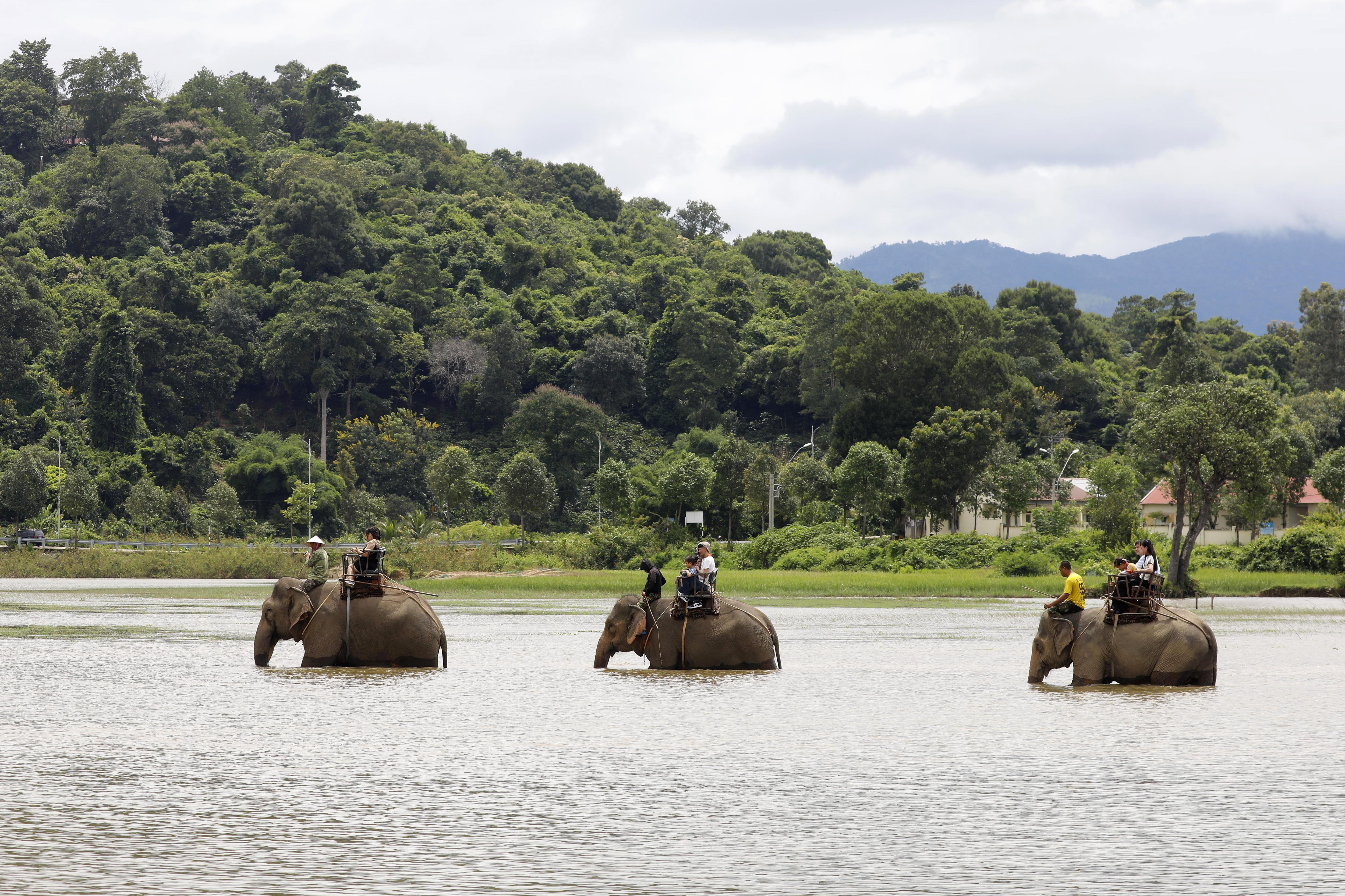 Así es el proyecto para acabar con el abuso animal del turismo en Vietnam