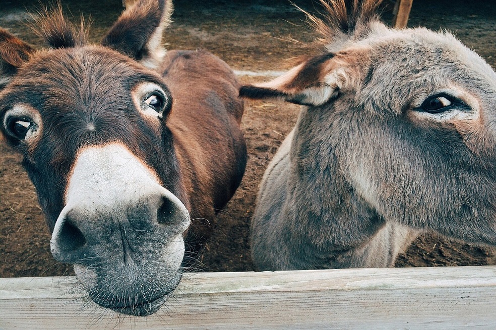 Protección para los burros turísticos de Santorini