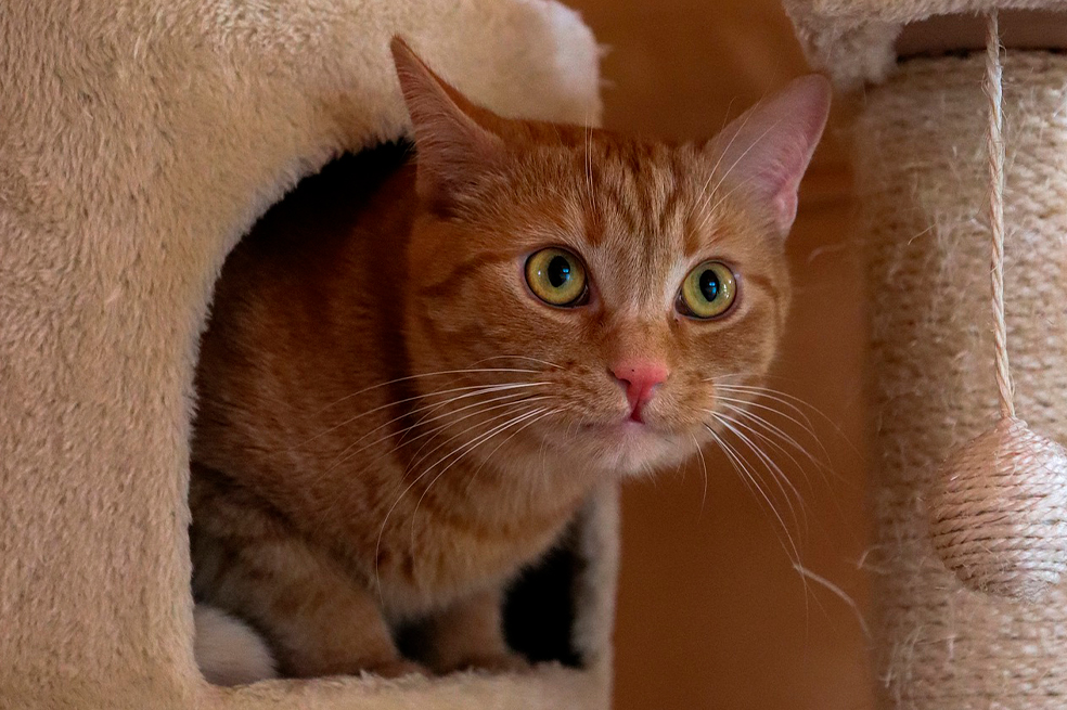Gatos: la importancia de comprarles un rascador