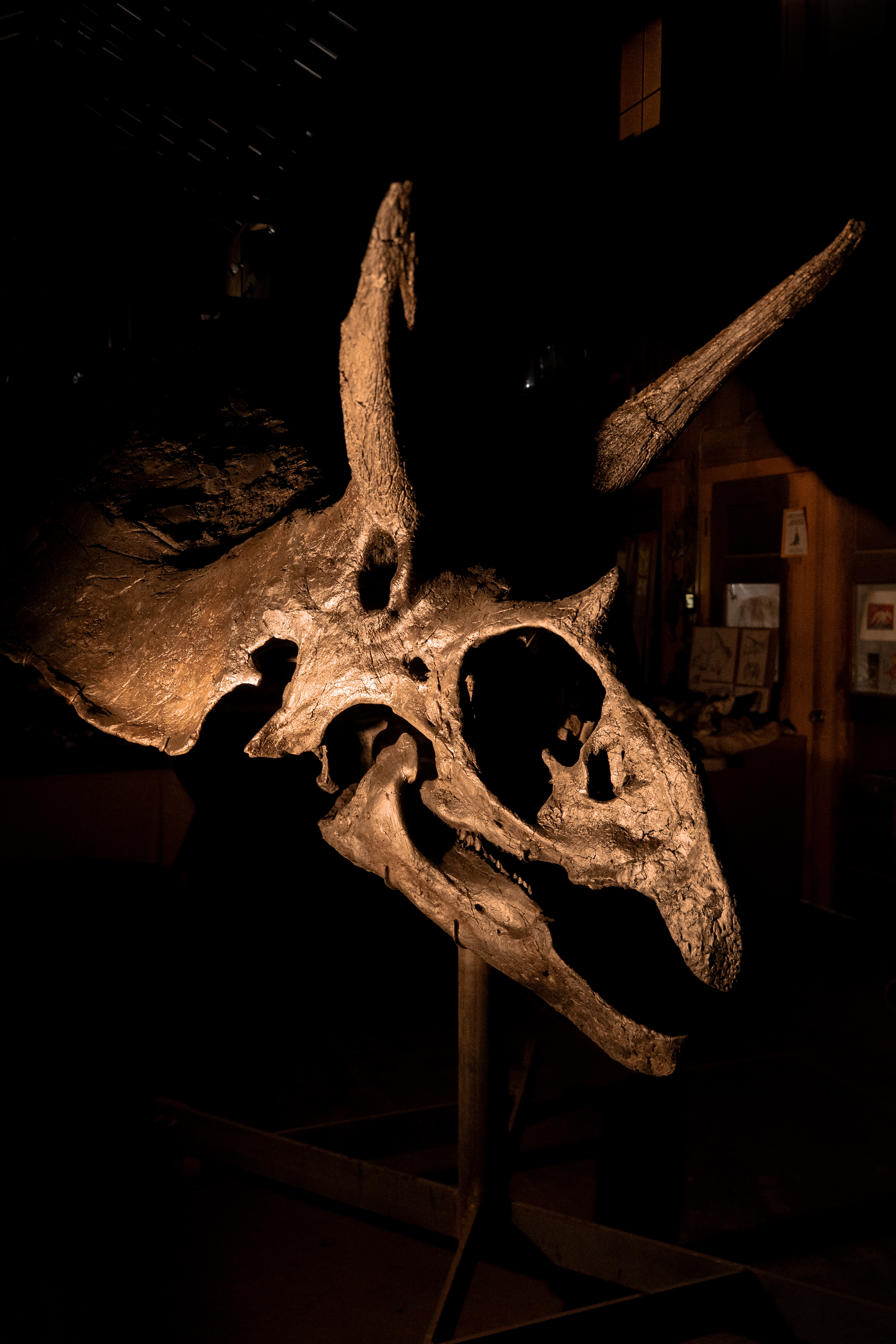 Imagen del fósil del triceratops reconstruido por Barry James y su esposa.