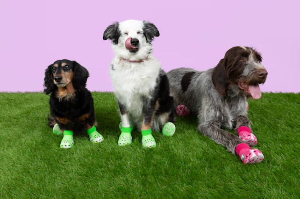 Crocs lanza una línea de zapatos para perros: ¿cuánto valen?