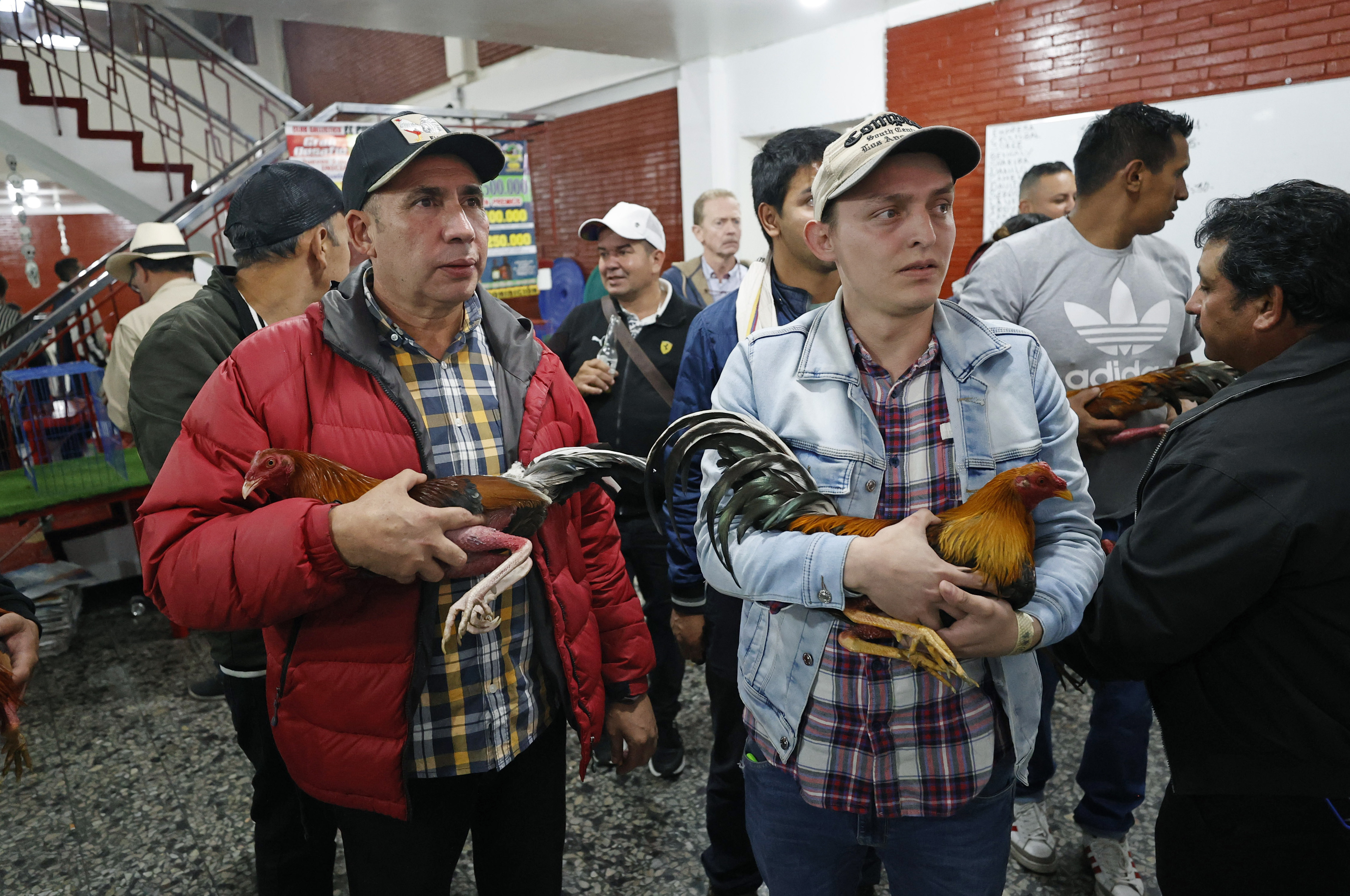 ACOMPAÑA CRÓNICA: COLOMBIA ANIMALES. BOG300. BOGOTÁ (COLOMBIA), 02/11/2022.- Dos hombres sostienen unos gallos, el 21 de octubre de 2022, en Bogotá (Colombia). En la pizarra de la entrada, con una caligrafía casi perfecta, los dueños de la gallera van anotando los rivales de la noche: los gallos no tienen nombre, no es relevante, pero sí lo es el peso y el tamaño para enfrentarlos en "condiciones justas" en un espectáculo que ha quedado atrapado en el tiempo en Colombia.EFE/ Mauricio Dueñas Castañeda