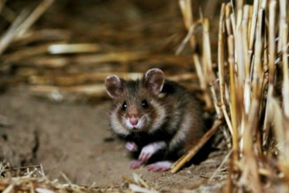 Una carretera pone en peligro al hámster gigante, especie protegida en Europa.  / EFE