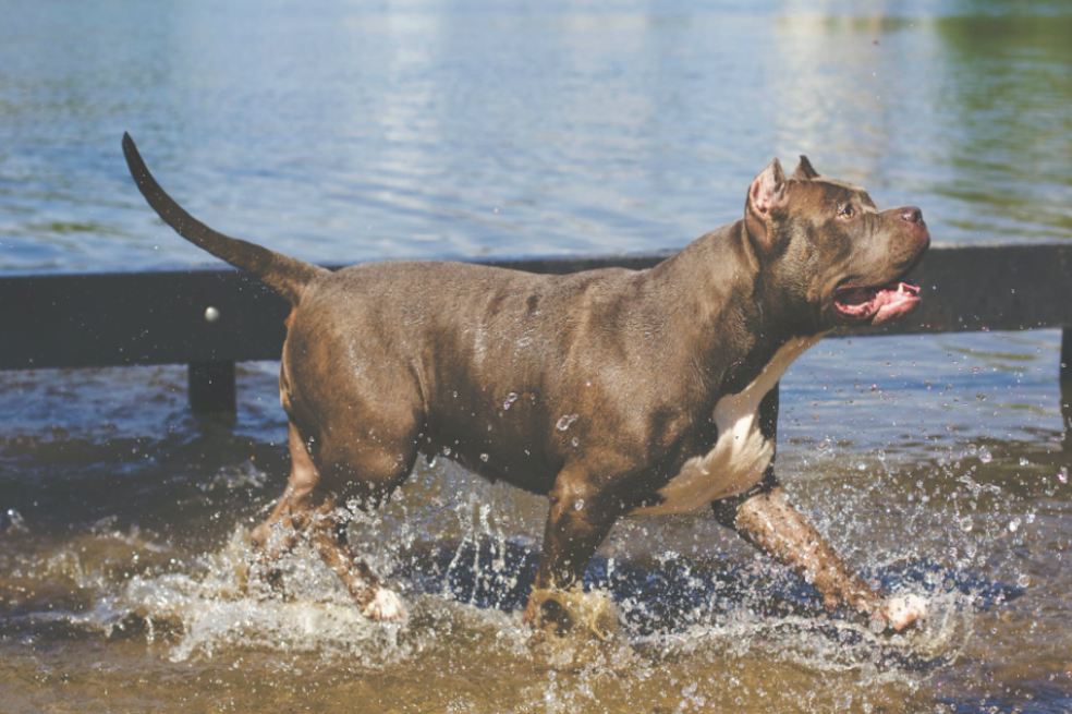 Familiares de menor que murió por ataque de perros pitbull en Bucaramanga piden justicia