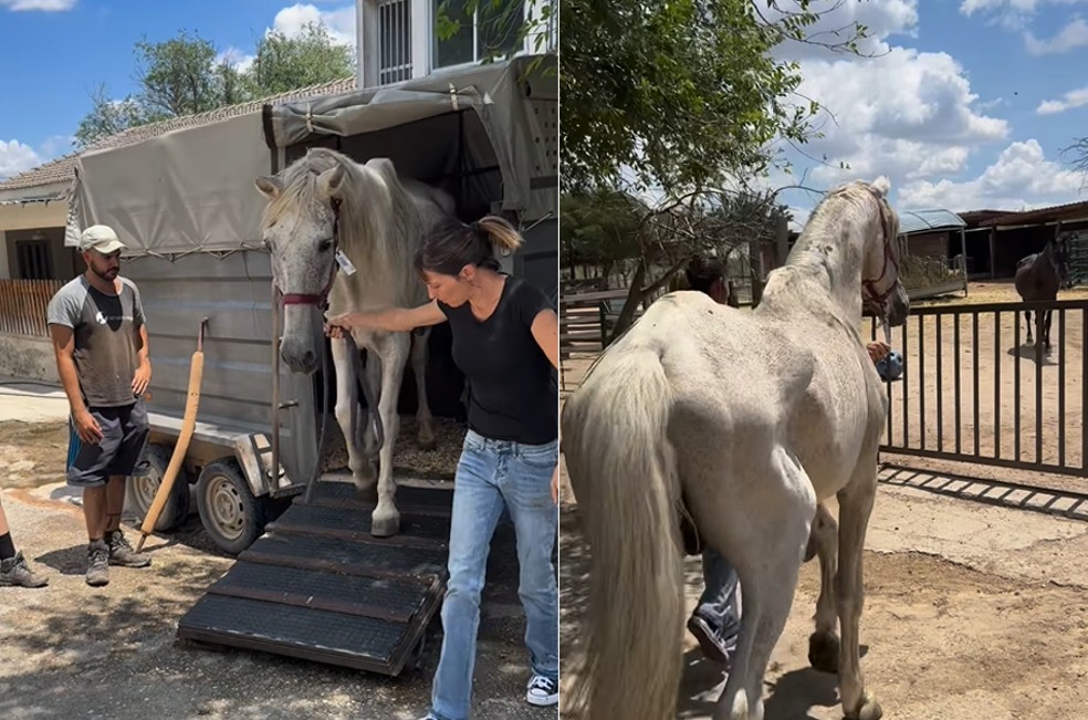 La increíble reacción de un caballo maltratado al llegar a un refugio: “Conmovedor”