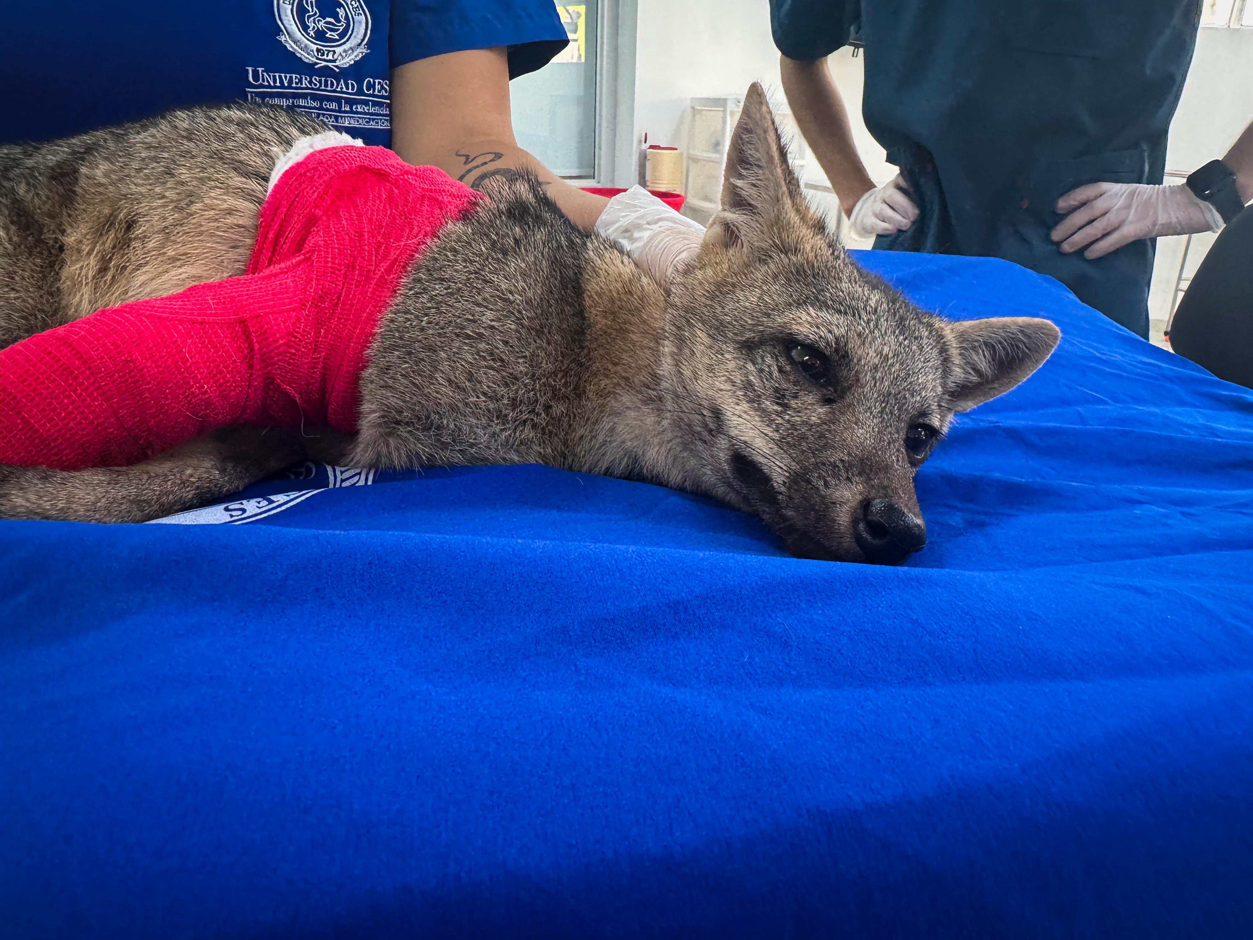 Atropellan a zorro perro: fue operado y estará cinco meses en observación