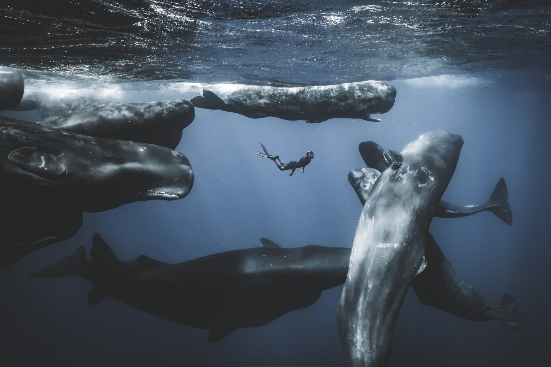 “Desde pequeño me han gustado las ballenas, así que estaba muy emocionado por tener la oportunidad de nadar con cachalotes por primera vez en mi vida”, dice Barats. “Tuve mucha suerte en mi primer día en el mar. Vimos 15 ballenas socializando durante unos 45 minutos. El mar estaba agitado, pero cuando ves algo así, te olvidas rápidamente de las condiciones. Éramos tres en el agua, dispersos debido a la acción. Las ballenas comenzaron a alejarse cuando de repente vi a mi compañero buceando a lo libre desde lejos. Logré tomar una foto de él rodeado de ballenas”.