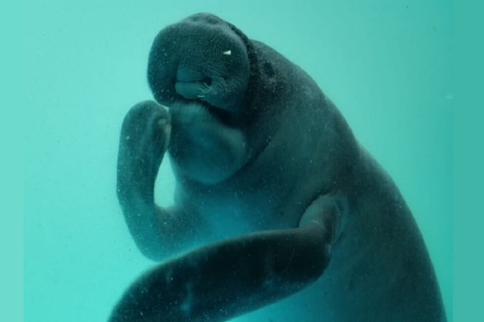 El manatí que podrá regresar a aguas amazónicas tras ser rescatado del tráfico ilegal