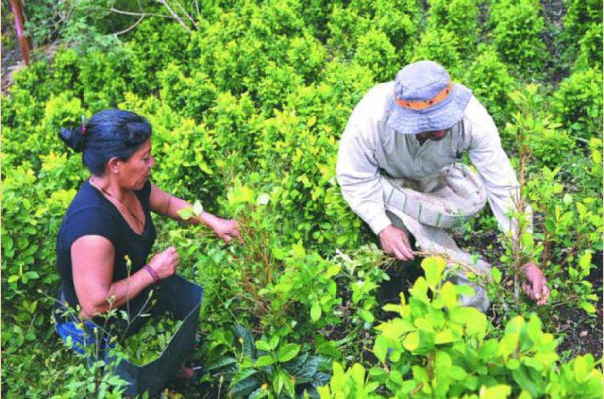 Los impactos de ser mujer y cultivadora de coca en el Catatumbo y sur de Bolívar