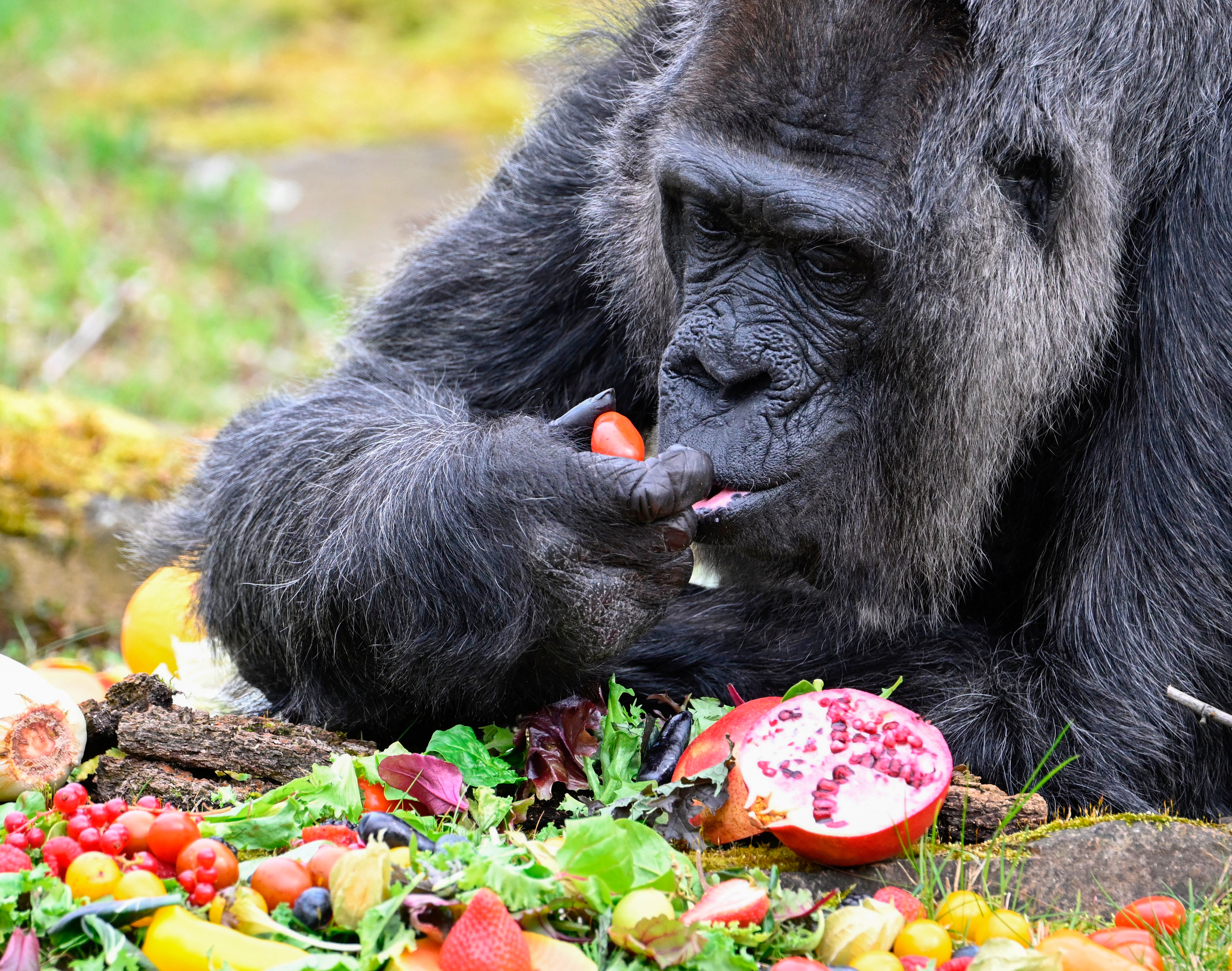 La gorila más vieja del mundo cumple 66 años en el zoo de Berlín