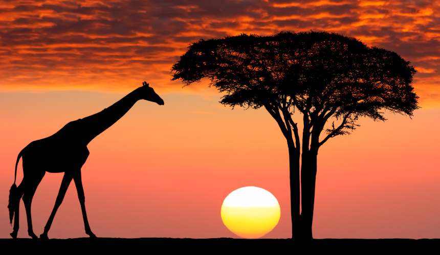 7. Kenia, la magia crepuscular de la sabana: la luz del ocaso en la sabana africana es otro espectáculo de la naturaleza digno de ver. Los atardeceres de Kenia no solo destacan por la viveza de los colores, sino también por la magia, el misticismo y el romanticismo que desprenden.

Además, bajo la luz crepuscular de la sabana africana es posible contemplar jirafas, elefantes, impalas e, incluso, leones que campan a sus anchas sintiéndose los verdaderos reyes del paisaje keniata.