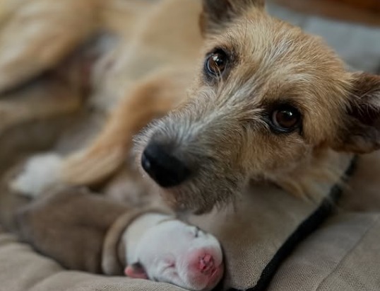 Estos perros sobrevivieron a la guerra en Ucrania y ahora buscan ayuda en Colombia