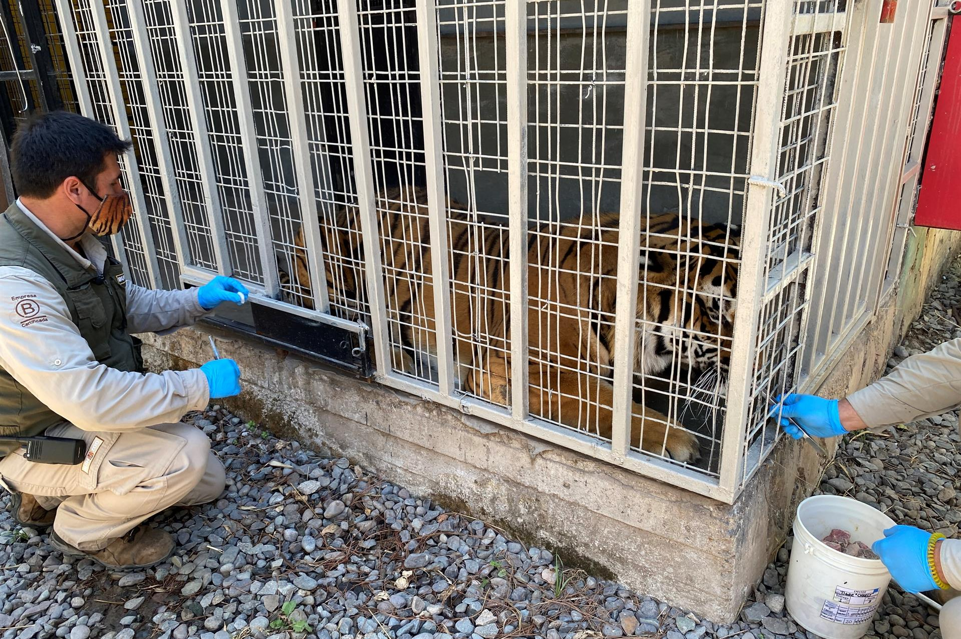 Chile es el primer país en la región en vacunar a los animales contra el COVID-19