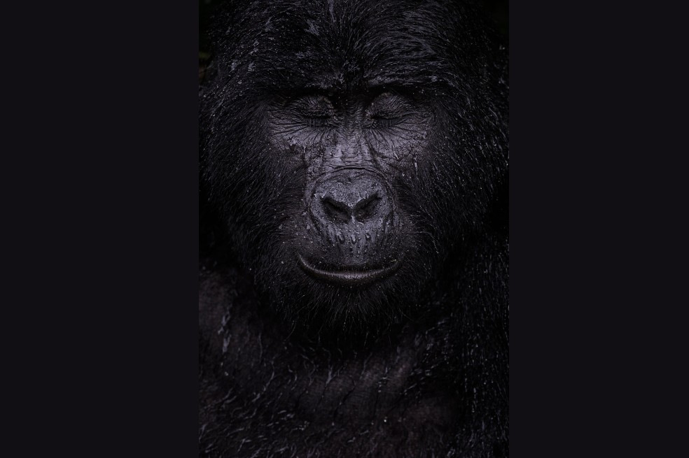 Categoría retrato animal: Majed Ali, de Kuwait, captura el momento en que un gorila de montaña cierra los ojos bajo la lluvia. Kibande es un gorila de montaña de casi 40 años.