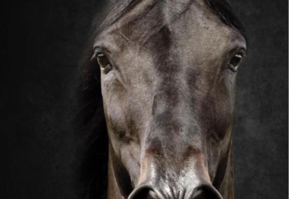 El secreto genético detrás de la increíble resistencia atlética de los caballos