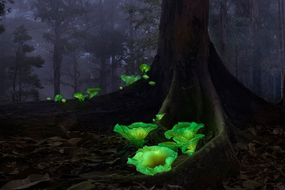 En la categoría Plantas y Hongos los "hongos fantasma" de Australia fueron los ganadores. La imagen fue capturada por la fotógrafa australiana Callie Chee.