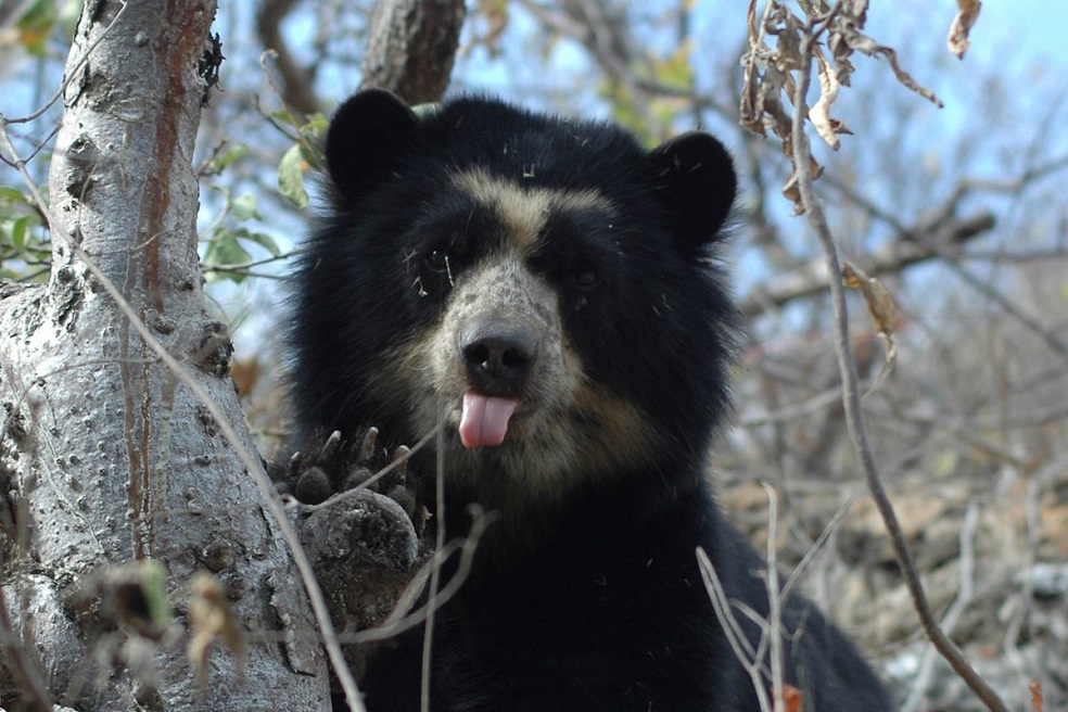 El corredor de conservación del oso de anteojos se extendería por 60 mil hectáreas.Foto: SBC PerúConsiste en un corredor de aproximadamente 60 mil hectáreas que conecta la zona media del río La Leche, el Cerro Venado, El Parque Arqueológico y Ecológico de Batán Grande, la Reserva de Vida Silvestre de Laquipampa y la nueva propuesta de área de conservación de la comunidad campesina de Salas.