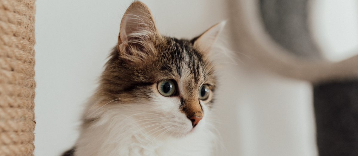 Razas de gatos: estas son las 5 más comunes