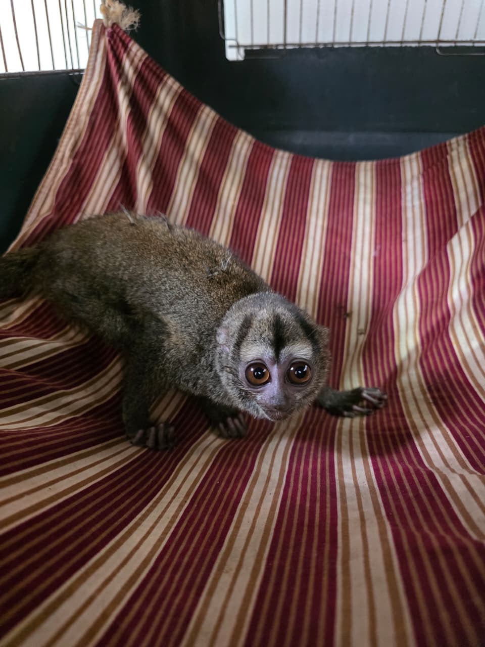 Incendios en Cundinamarca mataron tres animales: mono nocturno lucha por vivir