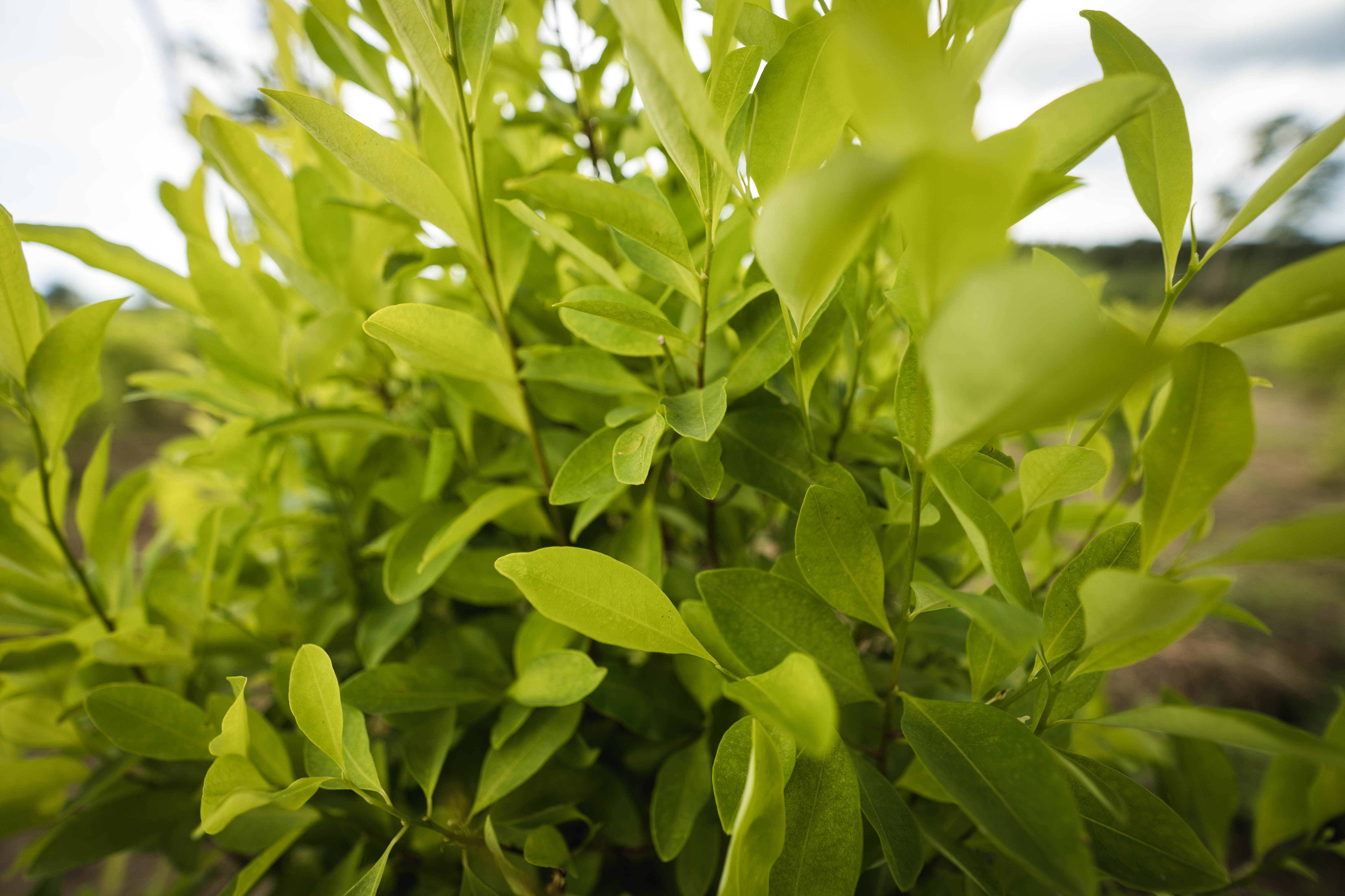 hoja de coca en Tibú- Catatumbo