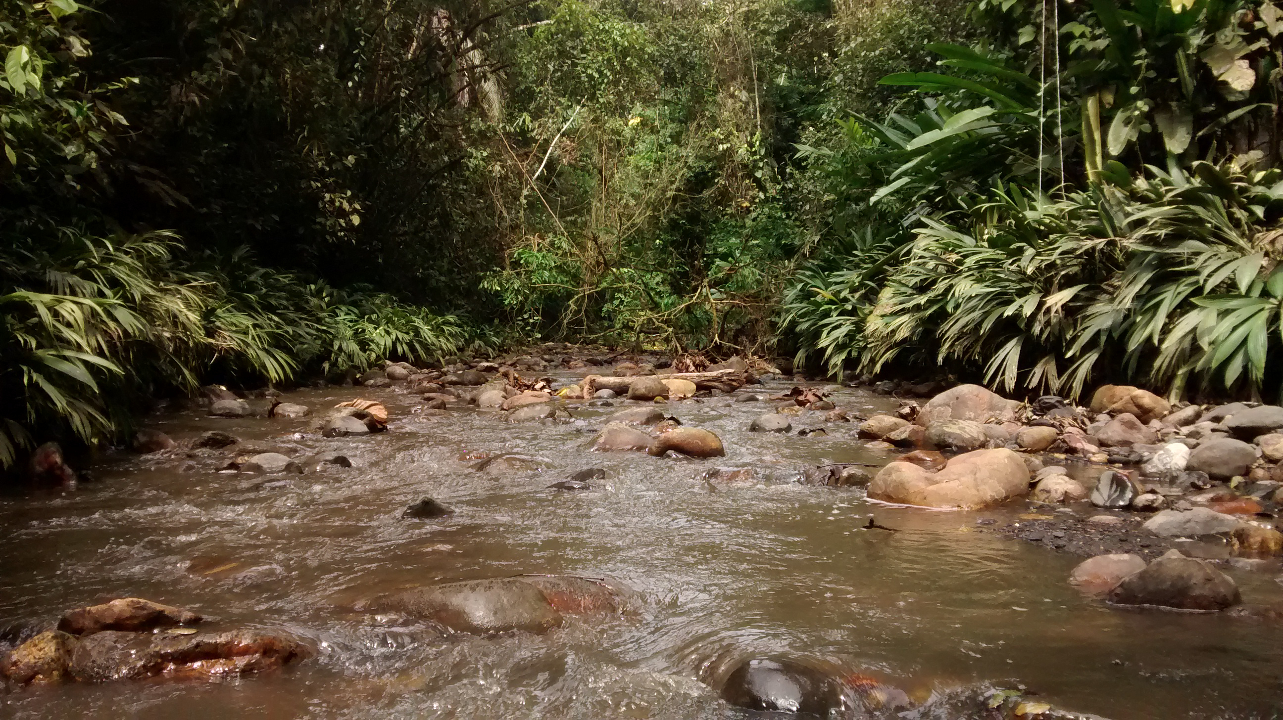 Quebrada La Concordia, donde fueron obtenidos los ejemplares en la Serranía de Los Yariguíes.